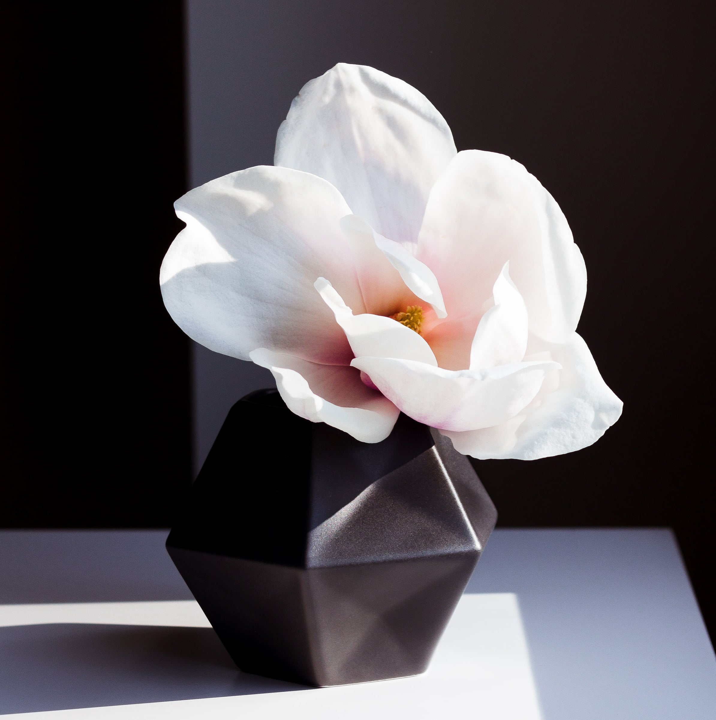 The Power of Plant Extracts